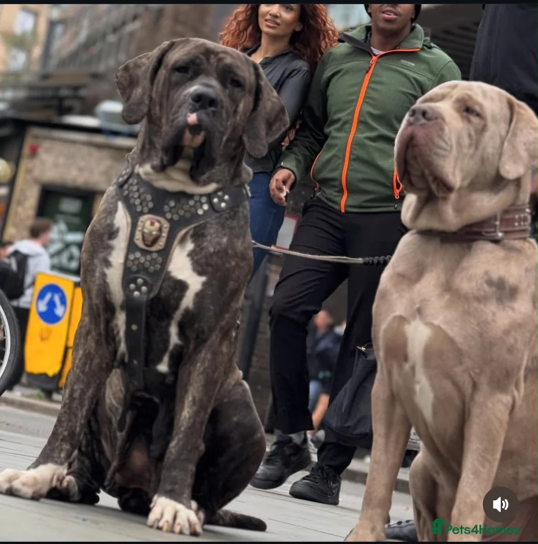 Mixed Breed dogs for sale: Cane Corso Puppies Lilac & Merle Blue Eyes - Advert 1