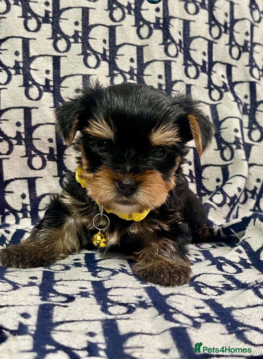 Yorkshire Terrier dogs for sale: Beautiful Yorkshire Terrier Puppies  - Advert 4