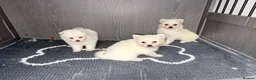 Japanese Spitz dogs for sale: Japanese Spitz  - Advert 3