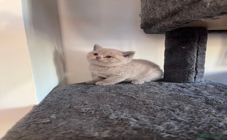 British Shorthair cats - Advert 7