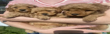 Cavapoo 3