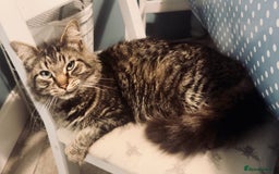 Mixed Breed cats for sale: 6 British Shorthair cross kittens  - Image 11