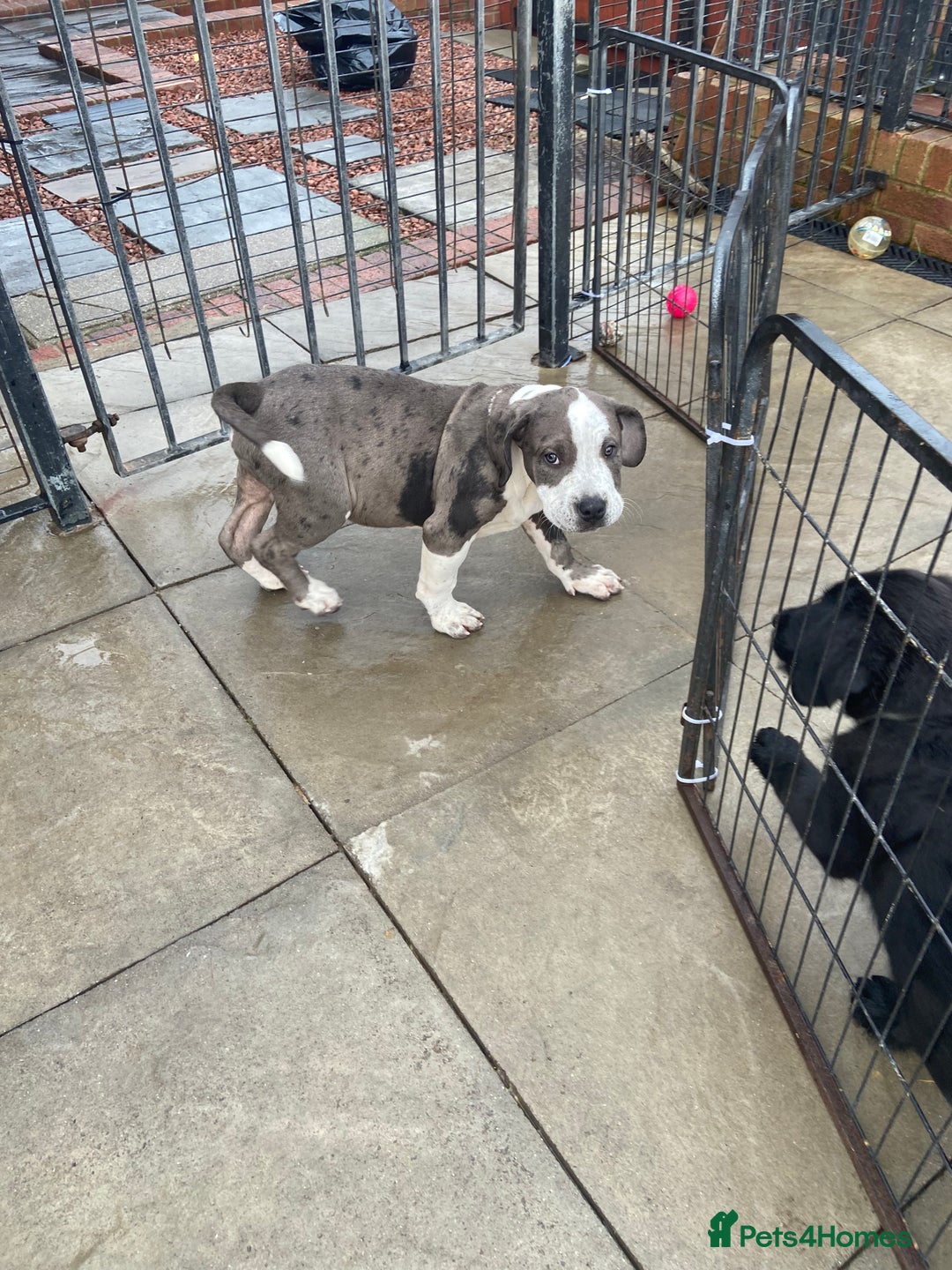 Mixed Breed dogs for sale: NORTH AMERICAN MASTIFF - Image 10