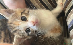 Mixed Breed cats for sale: 4 gorgeous mixed breed kittens - Image 13