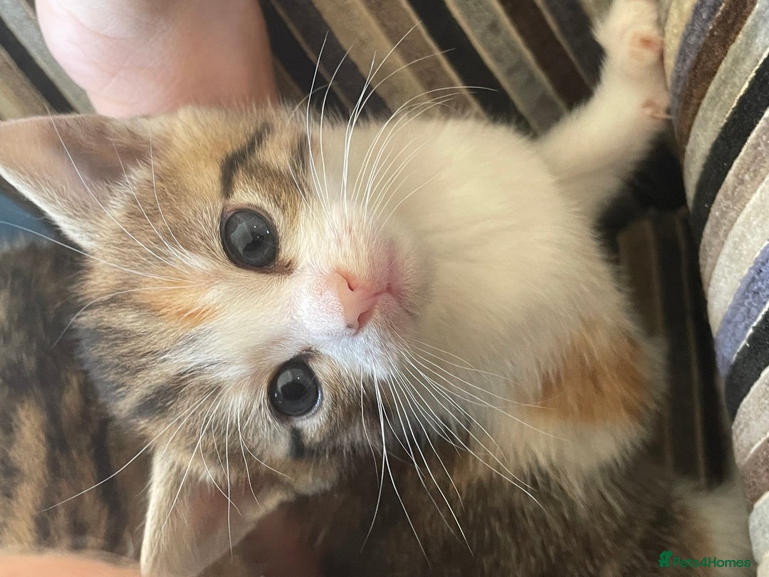 Mixed Breed cats for sale: 4 gorgeous mixed breed kittens - Image 13