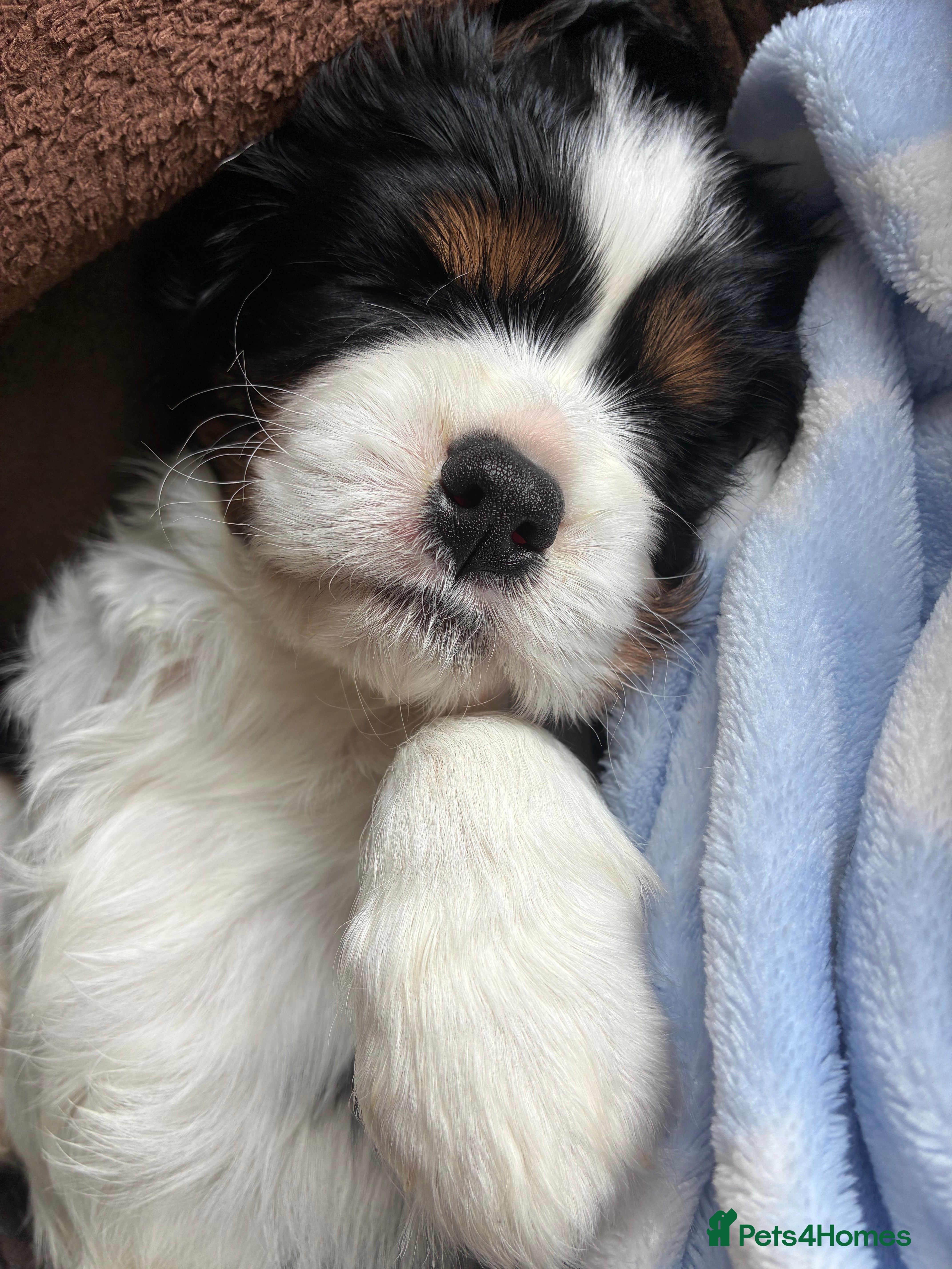 Cavalier King Charles Spaniel dogs Stunning puppies  - Advert 2