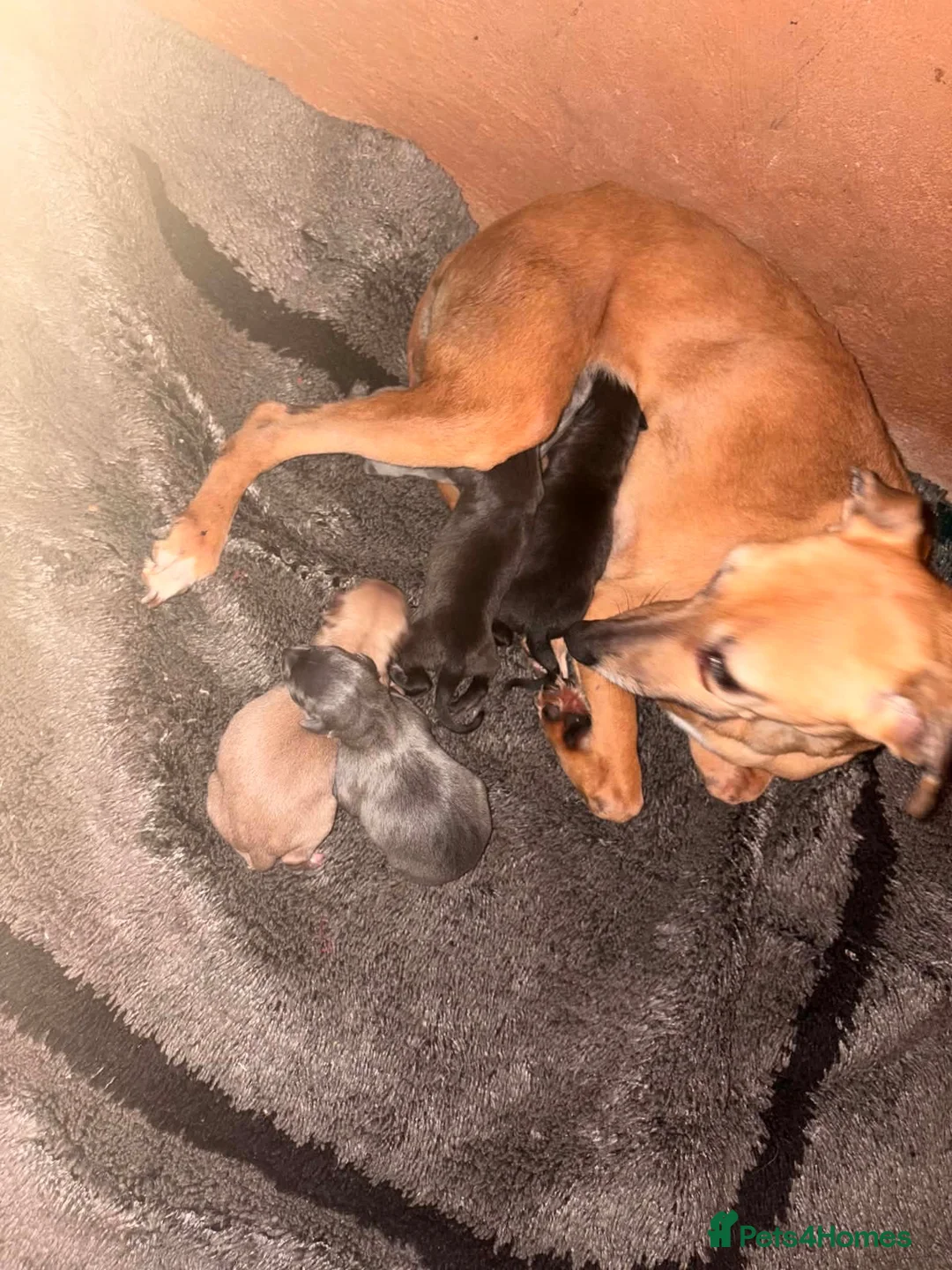 Italian Greyhound dogs for sale: Italian greyhound puppies 🐶  in Bridport - Advert 2