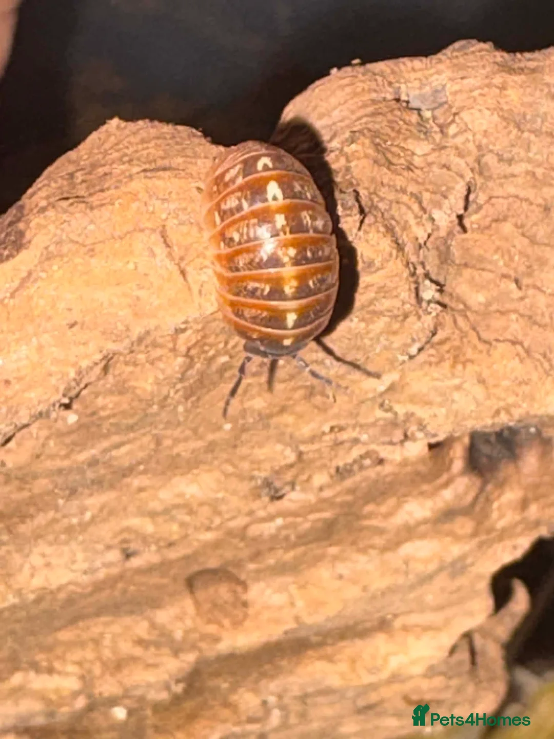 Mixed Breed reptiles for sale: Reptile bundle for sale - Advert 14