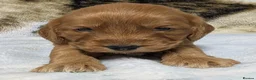 Cockapoo dogs for sale: Stunning DNA clear F1 Cockapoo puppies  - Advert 12