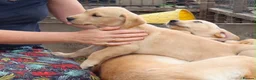 Labrador Retriever dogs for sale: Beautiful Kennel Club Registered Labrador Puppies - Advert 9