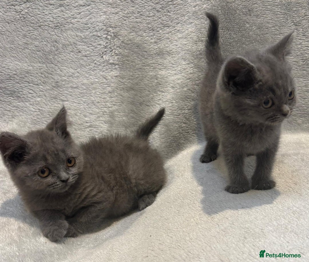 British Shorthair cats for sale: British short hair kittens  - Image 5