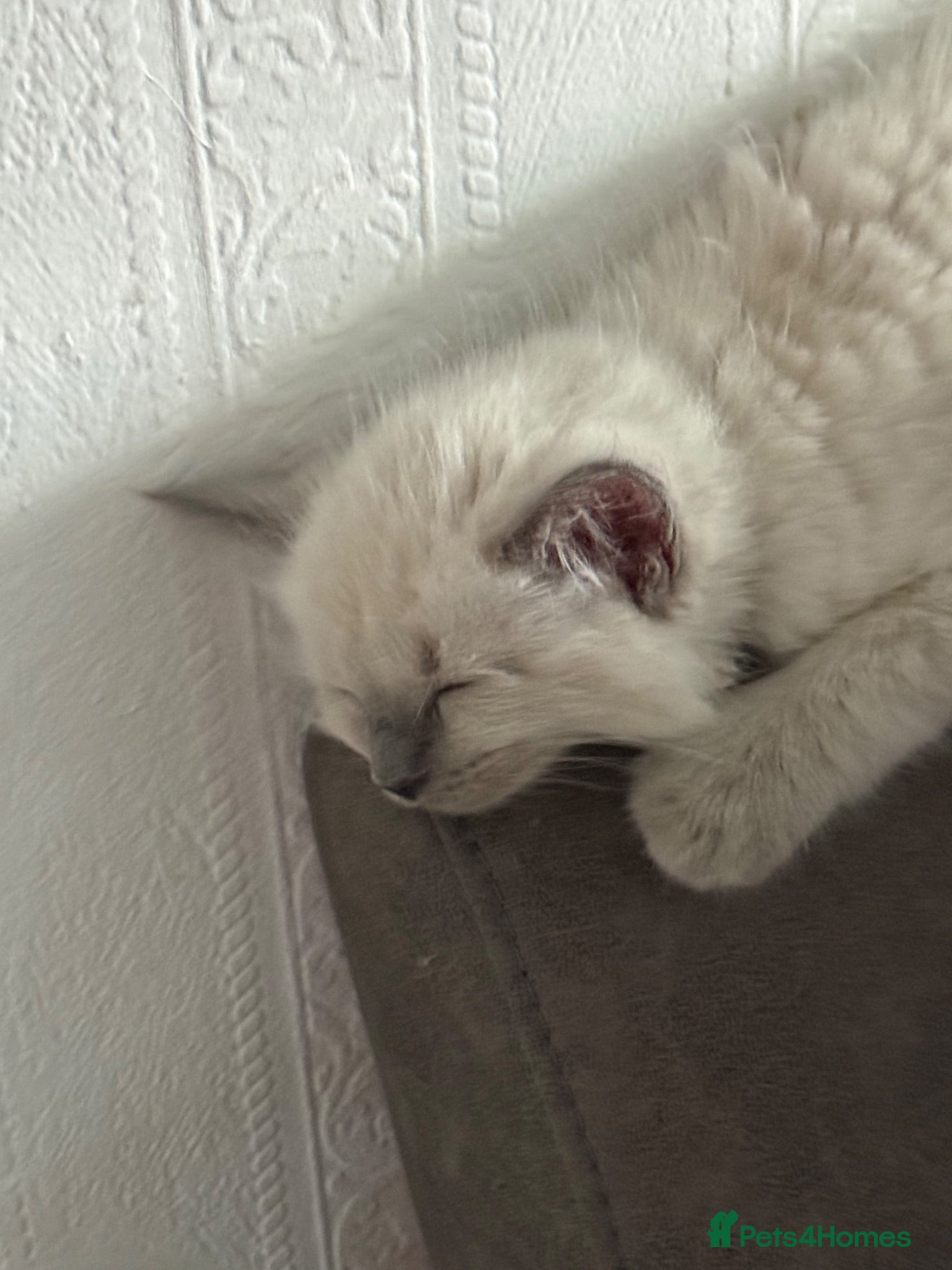 Ragdoll cats Stunning bluepoint ragdoll kittens  - Advert 2