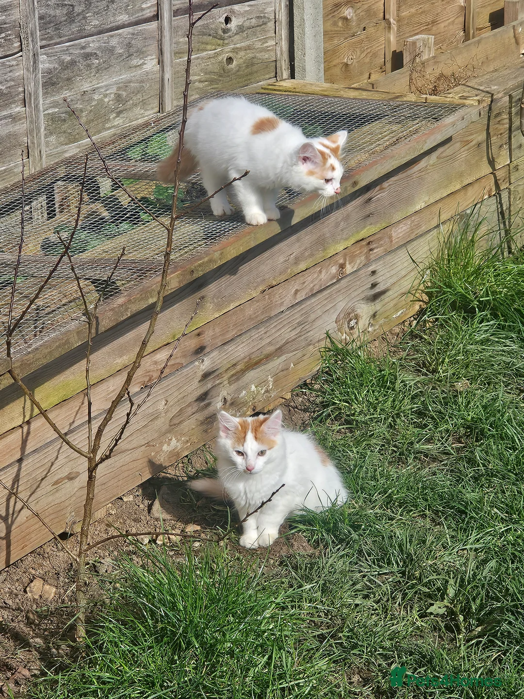 Mixed Breed cats for sale: ​Perfect Family Kittens: Kid & Dog Friendly! 🐾  - Advert 2