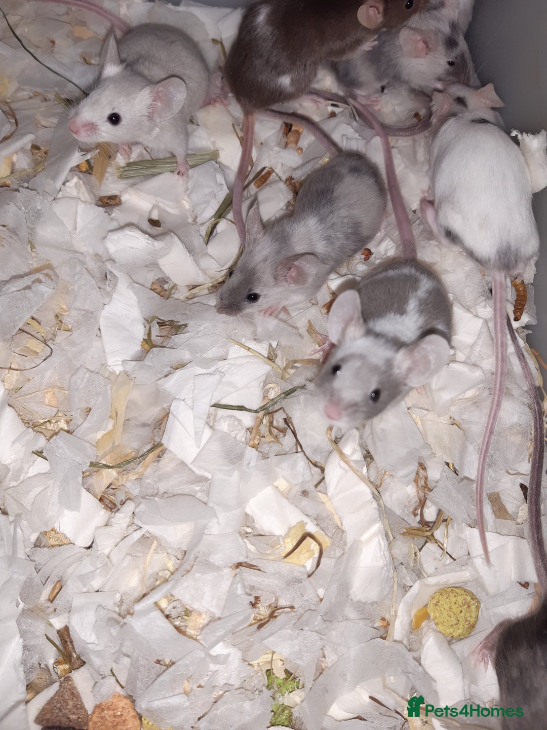 Mouse rodents for sale: Baby female fancy mice ready now - Advert 5