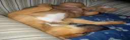 Mixed Breed dogs for sale: Bulakita - Advert 10