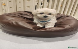 Maltipoo dogs for sale: Maltipoo F1, KC Parents Extensively DNA Clear   - Image 8