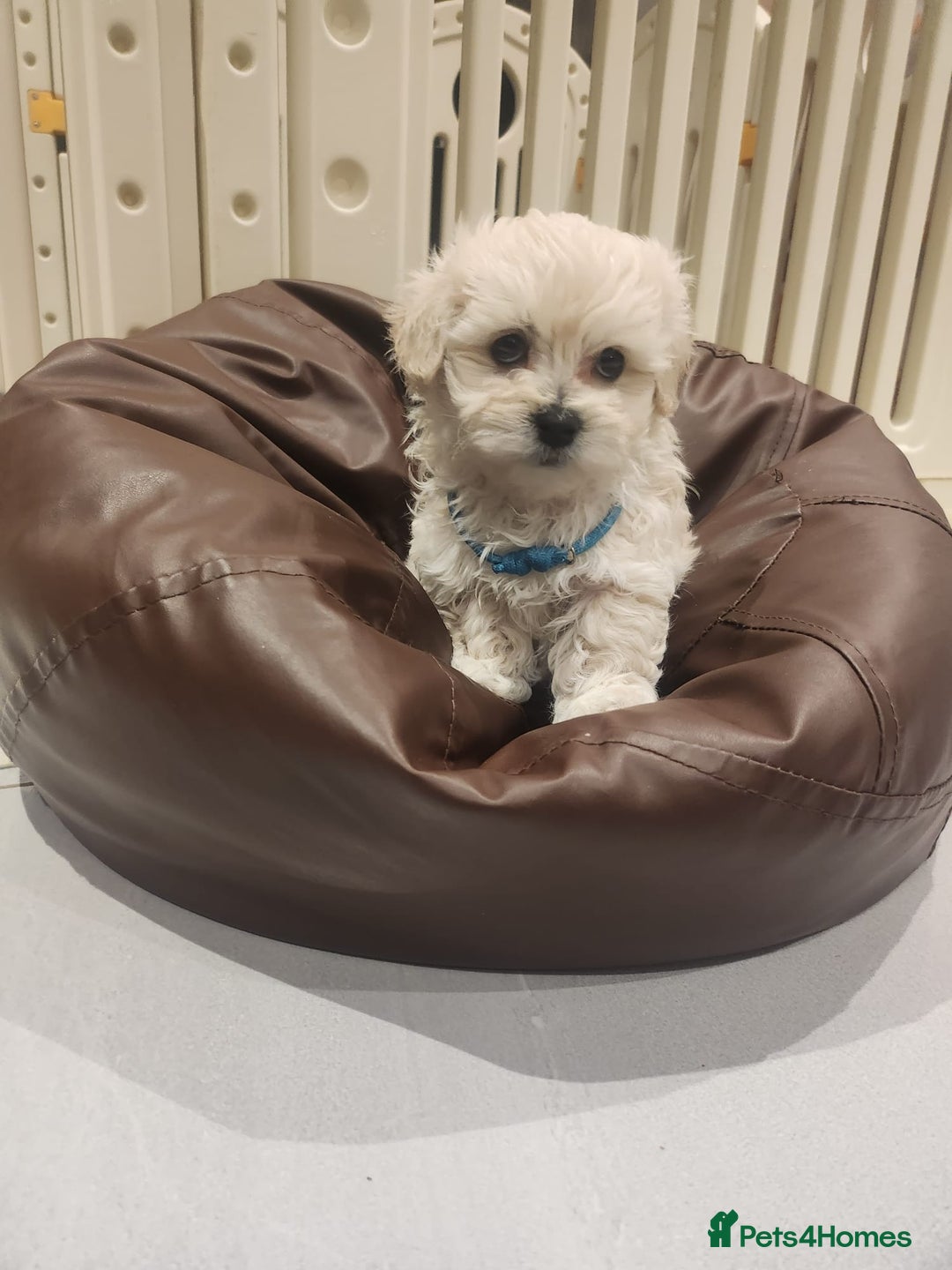 Maltipoo dogs for sale: Maltipoo F1, KC Parents Extensively DNA Clear   - Image 8