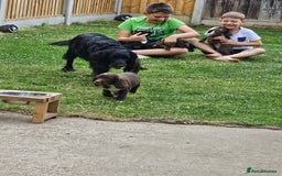 Sprocker dogs for sale: 2 black males !!! 😍 Beautifully marked sprocker! - Image 24