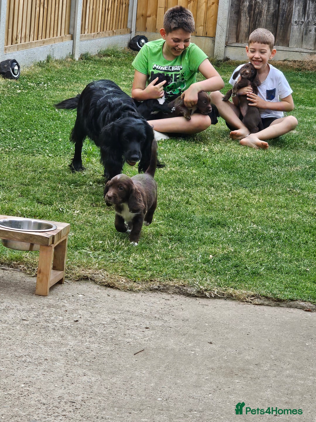 Sprocker dogs for sale: 2 black males !!! 😍 Beautifully marked sprocker! - Image 24