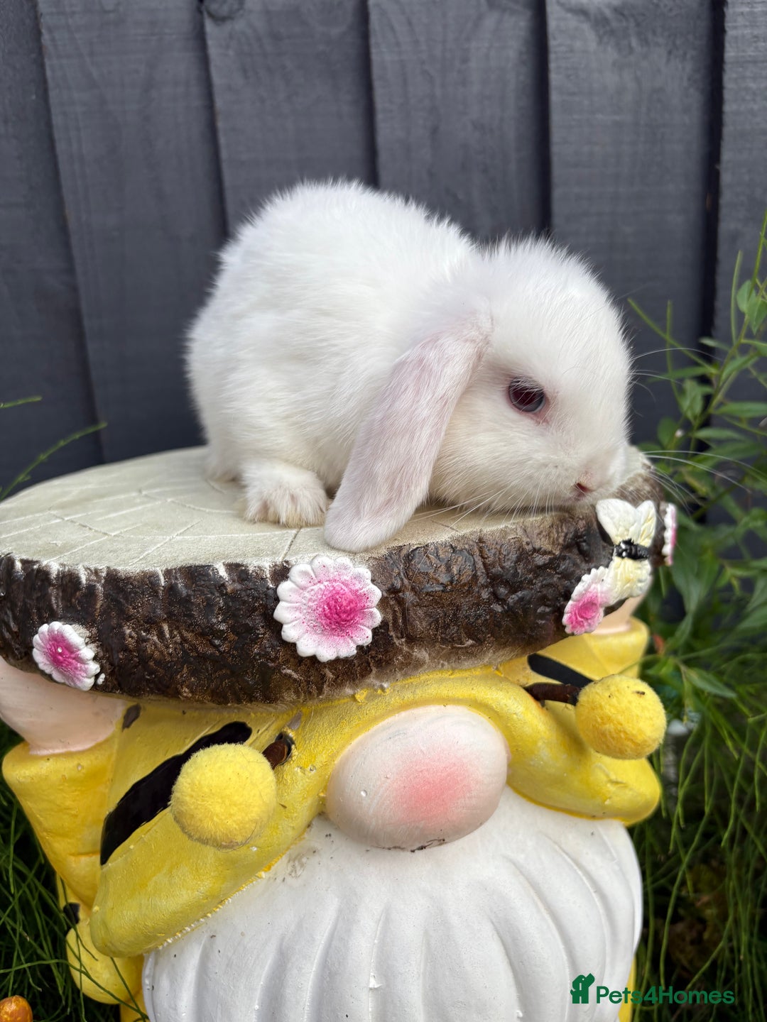 Mini Lop rabbits for sale: Mini lop baby bunny rabbits  - Image 6