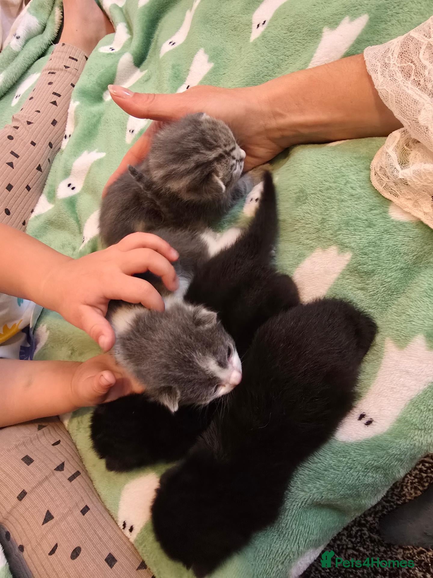 Mixed Breed cats Kittens girls and boy adorable mixed breed - Advert 1