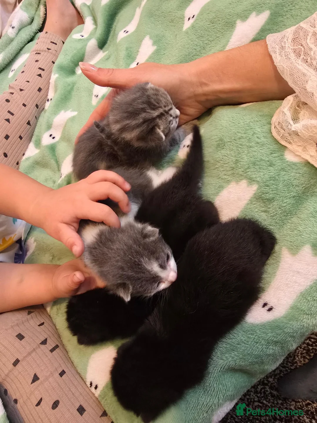Mixed Breed cats for sale: Kittens girls and boy adorable mixed breed - Advert 1