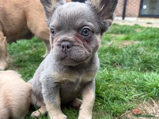 French Bulldog dogs REDUCED TO FIND🏠THIS WEEKND Lilac & Tan Fluffy 💜 - Advert 2