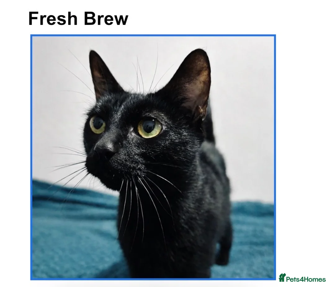 Mixed Breed cats for sale: Rescue cats and kittens 🧡 - Advert 2