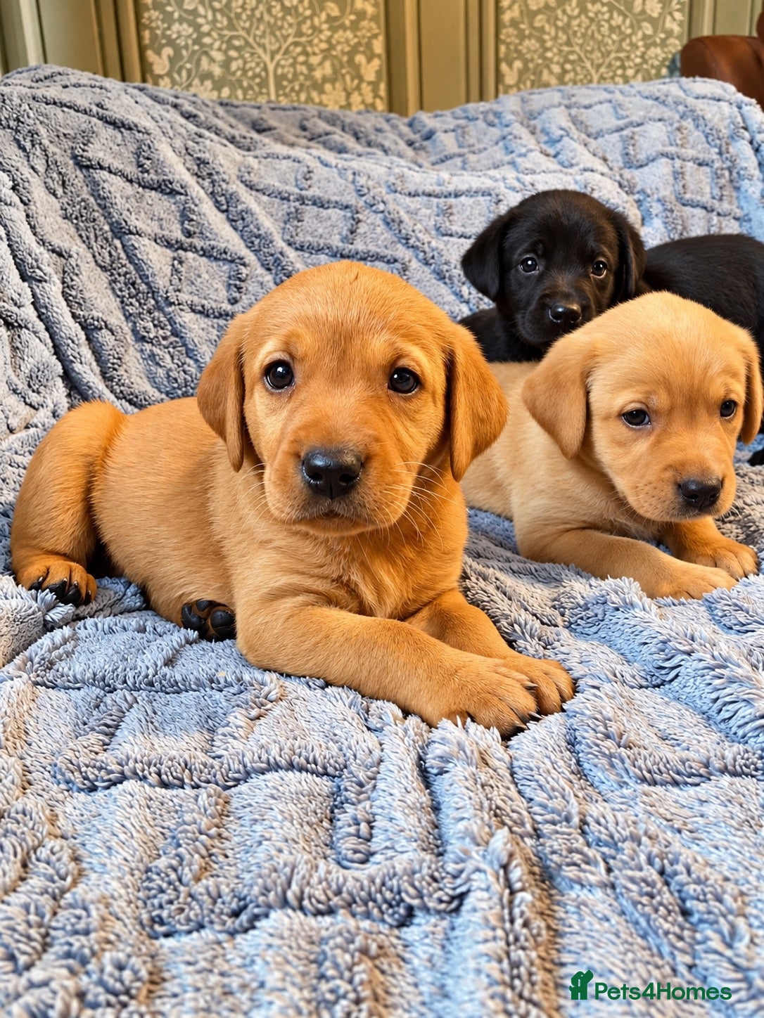 Labrador Retriever dogs 🐾 Beautiful Labrador Puppies - Advert 1