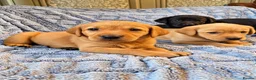 Labrador Retriever dogs for sale: 🐾 Beautiful Labrador Puppies in Welshpool - Advert 1