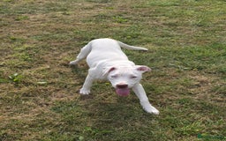 American Bulldog dogs for sale: Skye is looking for a new home. - Image 3