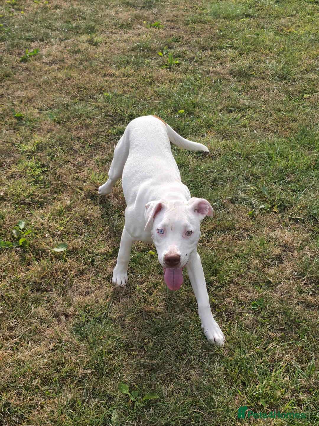 American Bulldog dogs for sale: Skye is looking for a new home. - Image 3