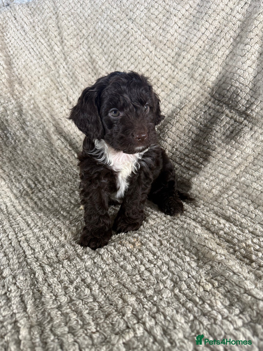 Cockapoo dogs for sale: F1 Cockerpoo Puppies For Sale  - Advert 11