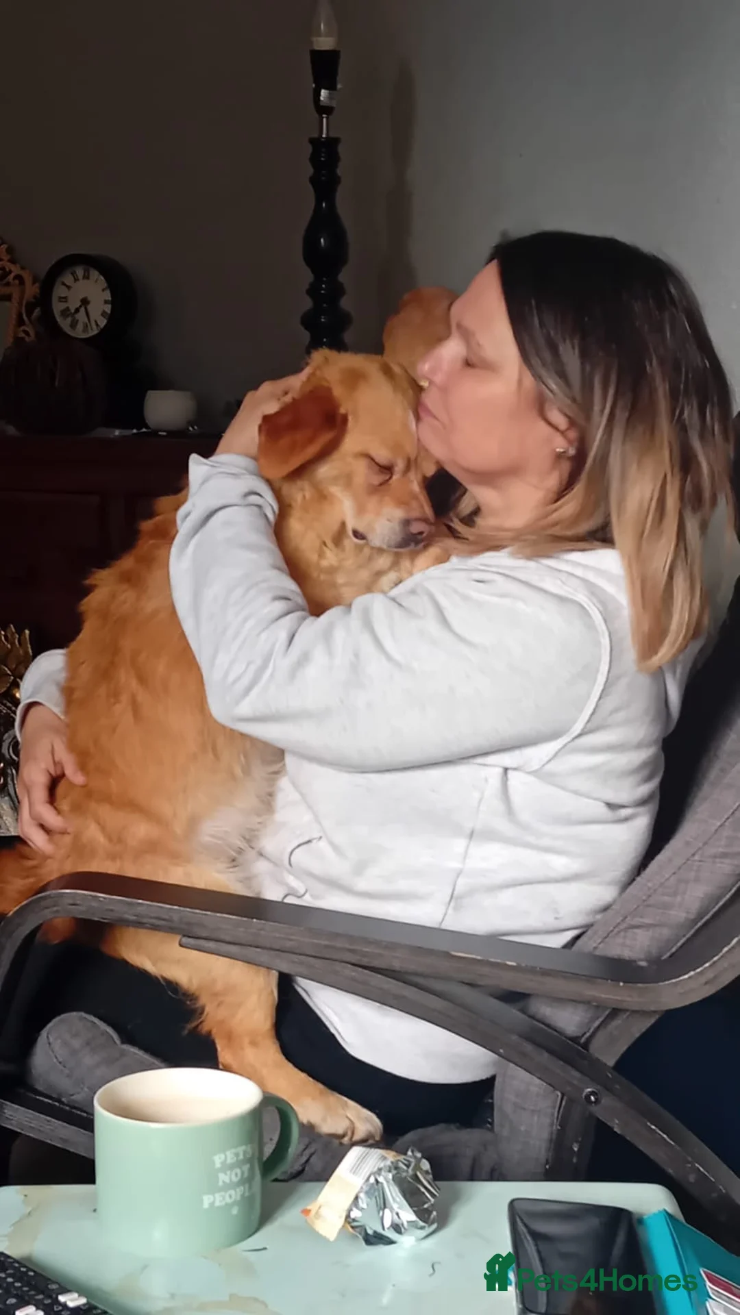 Mixed Breed dogs for sale: 7kg small male lovely dog - Advert 2