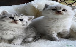 British Shorthair cats for sale: Beautiful white/creme British shorthair kittens - Image 8