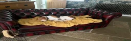 Beagle dogs for sale: Beagle puppy 6 months old male  - Advert 5