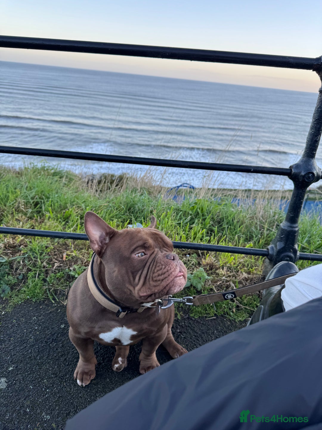 American Bully dogs for stud: Chocolate Pocket Bully for stud - Image 3