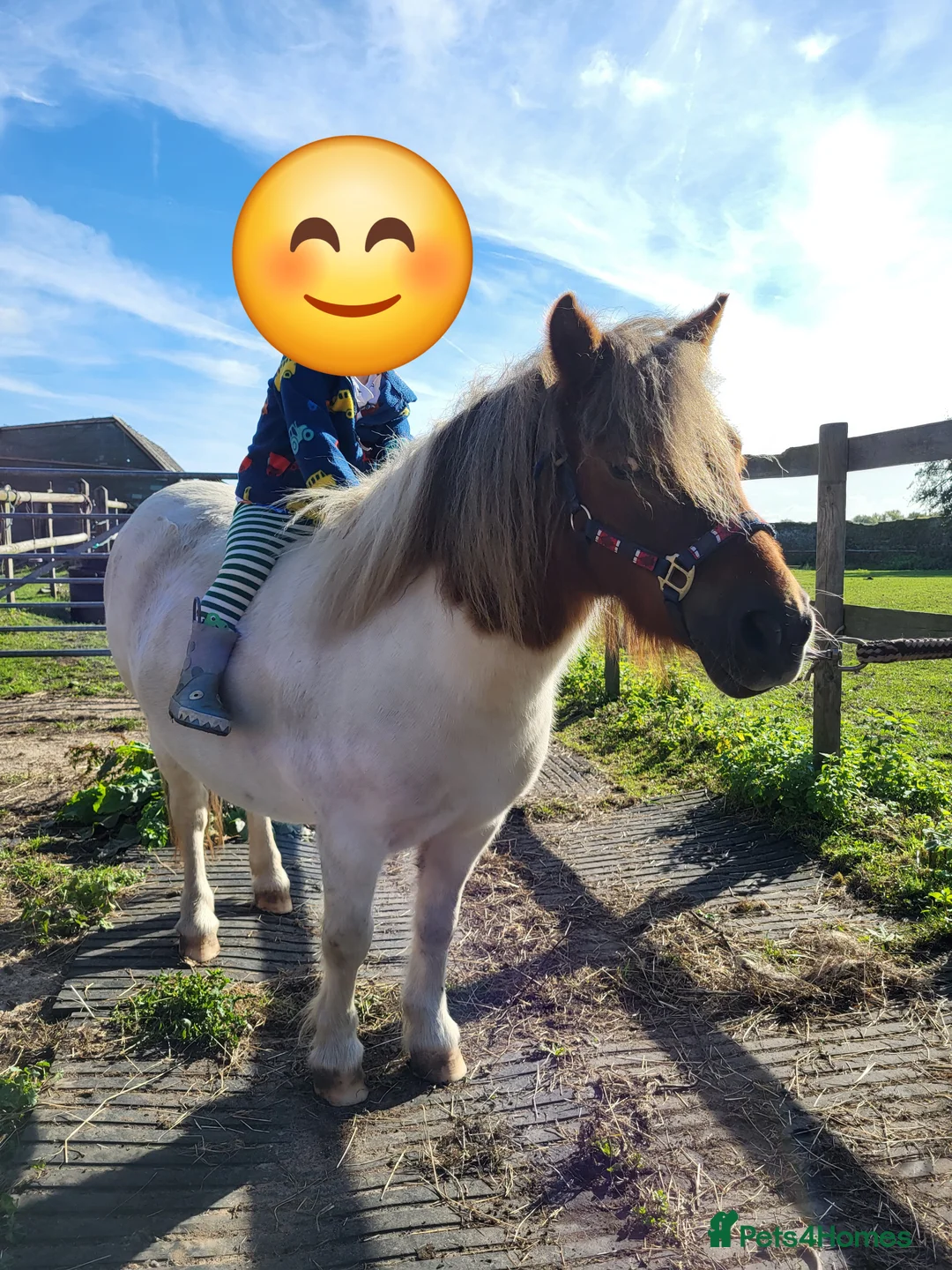 Shetland pony horses for sale: Rex for sale - Advert 9