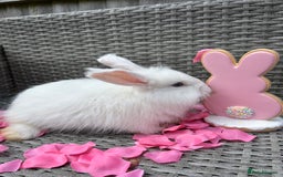 Angora rabbits for sale: 🩷  💙 Full Faced English Angora Babies  in Maidstone - Image 12
