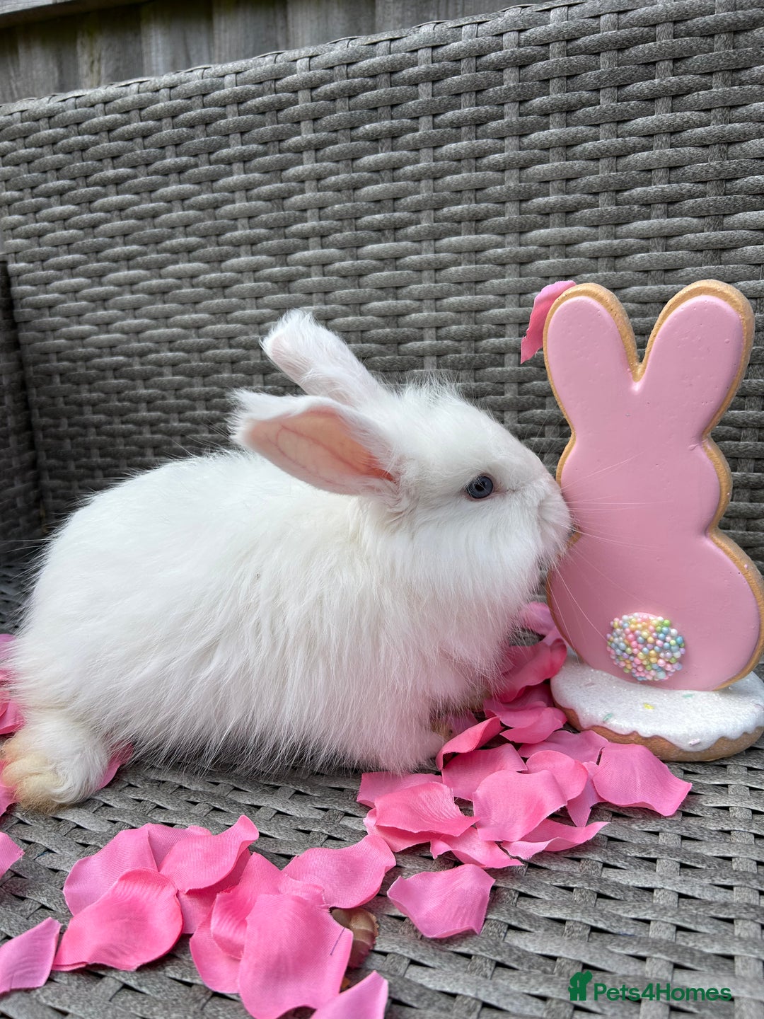 Angora rabbits for sale: 🩷  💙 Full Faced English Angora Babies  in Maidstone - Image 12