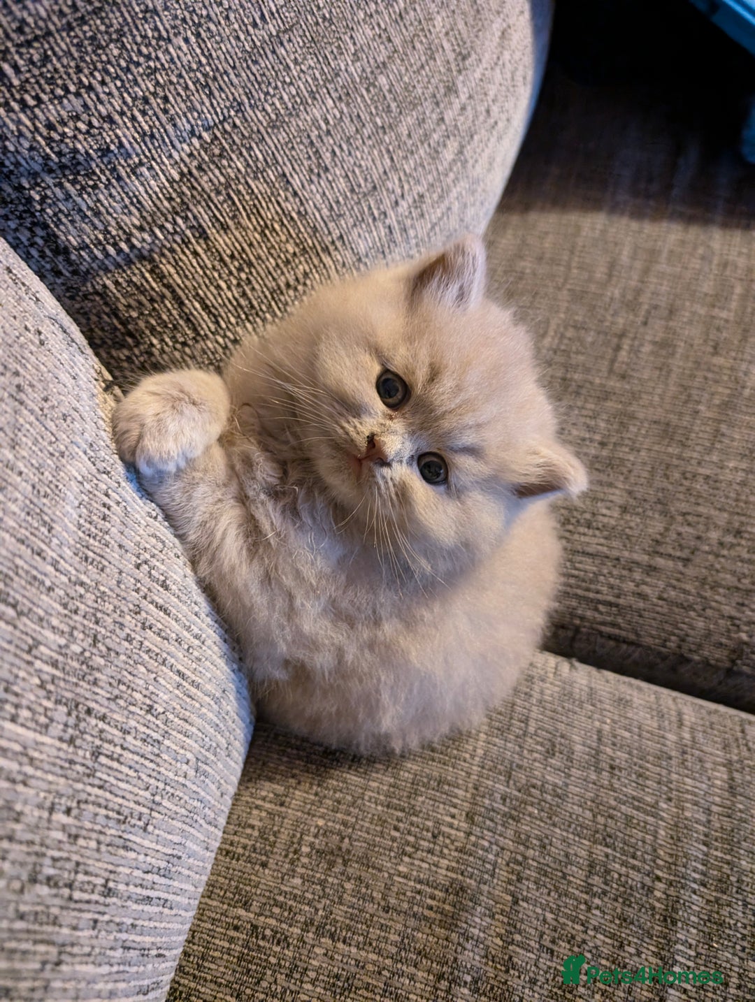 British Longhair cats for sale: 4 British hair kittens  - Image 7
