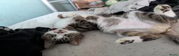 Mixed Breed cats for sale: Rescue affectionate cats - Advert 20