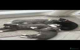 British Shorthair cats for sale: Blue British short-hair kittens - Image 1