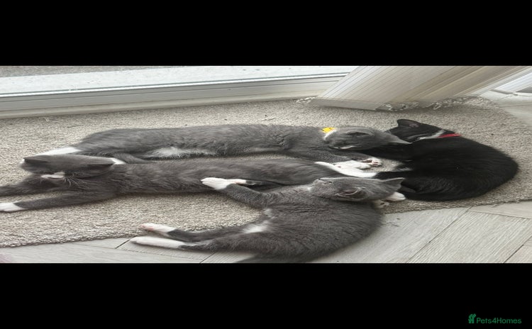 British Shorthair cats - Advert 7