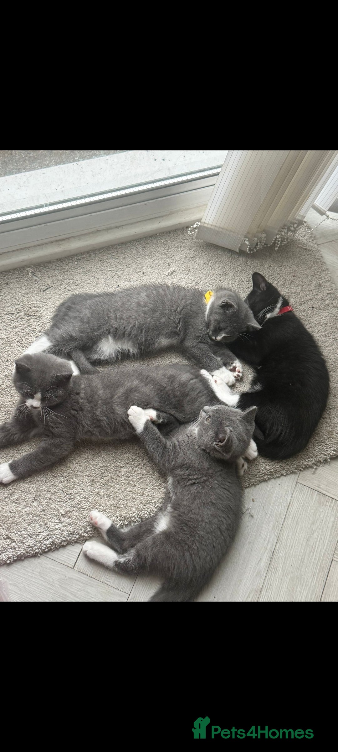 British Shorthair cats for sale: Blue British short-hair kittens - Image 1