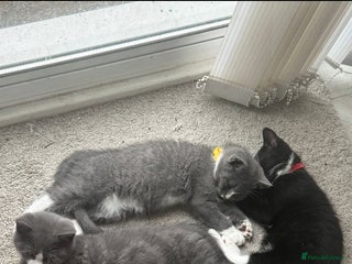 British Shorthair cats for sale - Advert 1