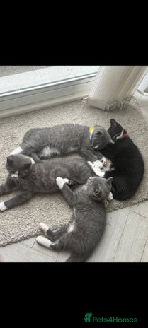 British Shorthair cats - Advert 2