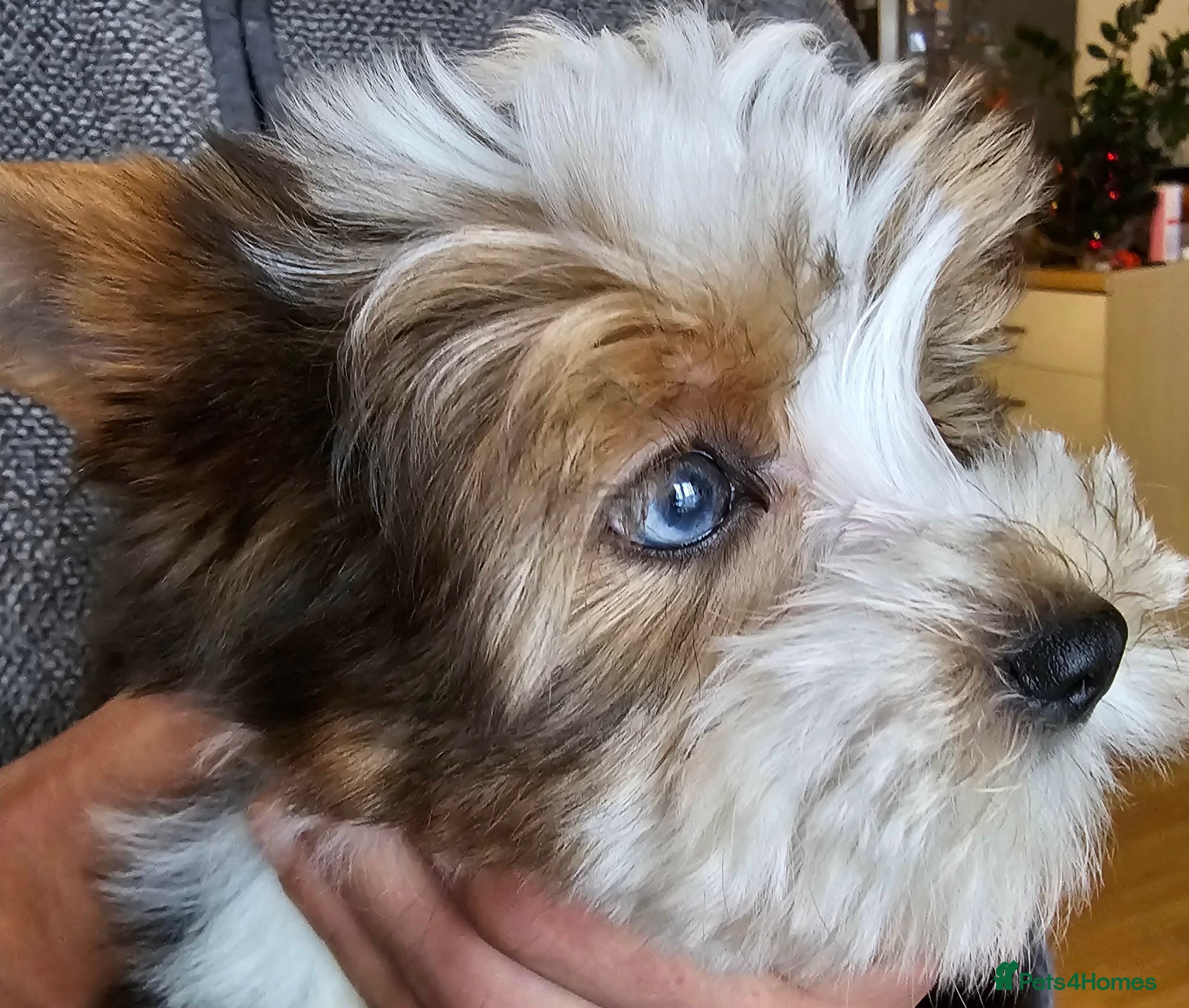 Yorkshire Terrier dogs 4 Adorable Yorkshire terrier pups  - Advert 1