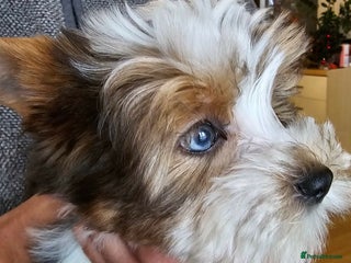 Yorkshire Terrier dogs 4 Adorable Yorkshire terrier pups - Advert 5