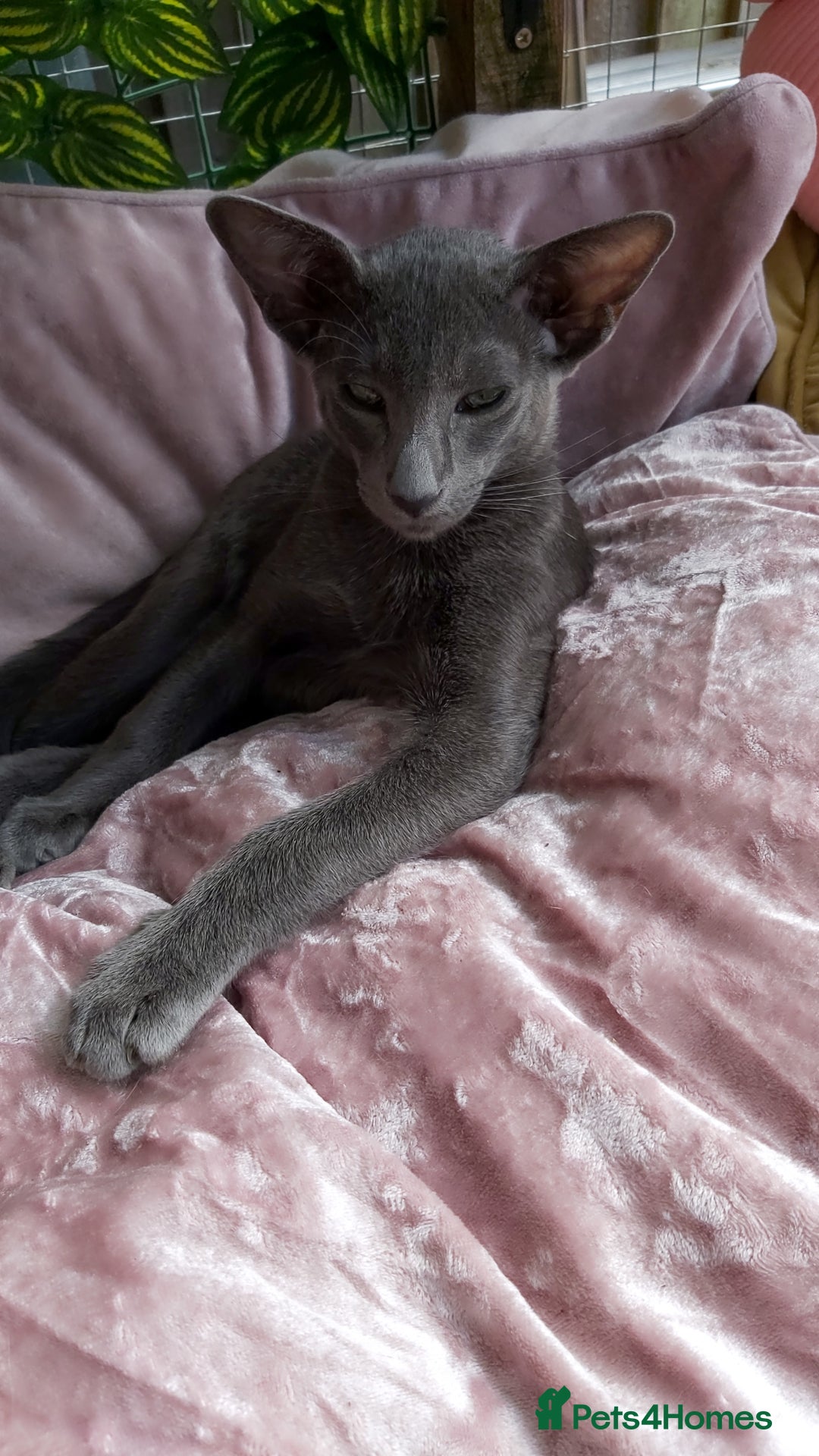 Oriental cats for sale: Full Pedigree Oriental 1 Kitten XL size ears GCCF in Biggleswade - Image 11